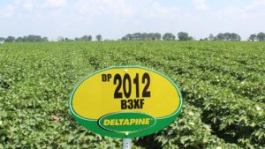 Seed Company Review: Deltapine Keeps Performing in a Tough Year