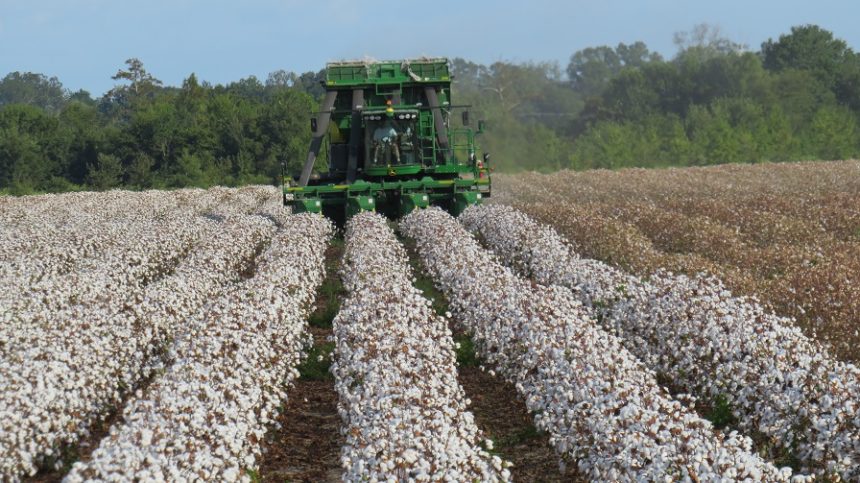 LSU AgCenter Examines Benefits, Challenges of Wider Cotton Rows