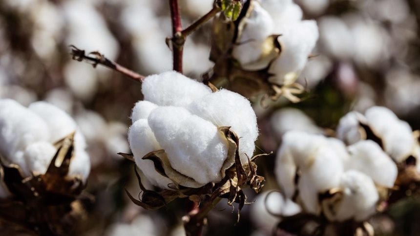 Market Remains Flat Despite Bullish Reports