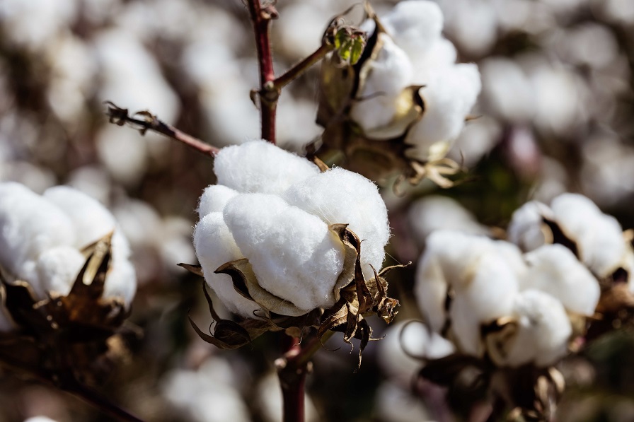 The Cotton Board Holds Annual Meeting and Approves Cotton Incorporated's  2023 $87 Million Budget