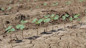 Understanding Cotton Growth: Fertility, Nutrition, and Nutrient Management