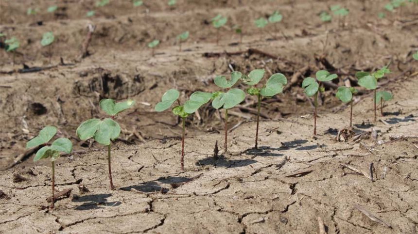 Albaugh Introduces BIOST 2G Nematicide + Insecticide Seed Treatment