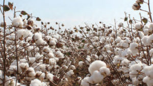No Sugar Coating: Bearish Tones Return to Cotton Market