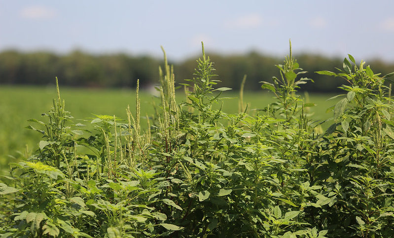 Herbicide Options Dwindle as New Resistance Emerges in Pigweed