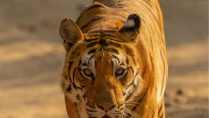 Tiger Adding Stress to India Cotton Harvest