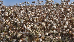 PhytoGen Releases New Pima Variety for 2021