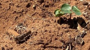 Plan Now for Early Season Cotton Pest Control