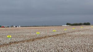 Deltapine NPE Program Includes ThryvOn Variety Candidates for Class of ’22
