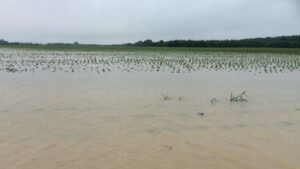 Estimate: $200+ Million in Crop Damage in Southeastern Arkansas Flooding