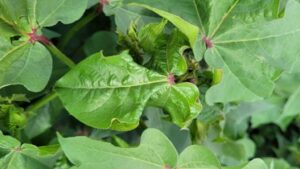 When It Comes to Cotton Diseases, Know What You’re Looking For