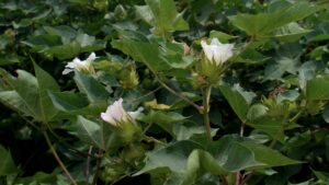 Mississippi Cotton Growers Want Hot, Dry September After Ida