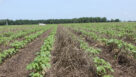 Soil Health Practices Offer a Profitable Alternative