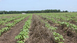 Can Cover Crops Provide Habitat for Cotton Pest Predators?