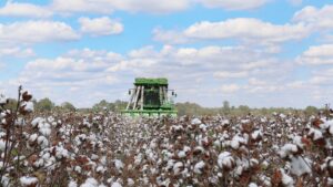 Alabama Cotton Crop Truly a Mixed Bag