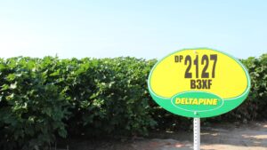 Deltapine Maintaining Strength While Building for the Future