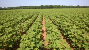 Crop Progress: Planting Progresses with Open Weather Looming