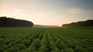 BASF Adds New Stoneville Variety for 2022