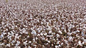 High Cotton Prices Attractive for 2022 Dryland Acres