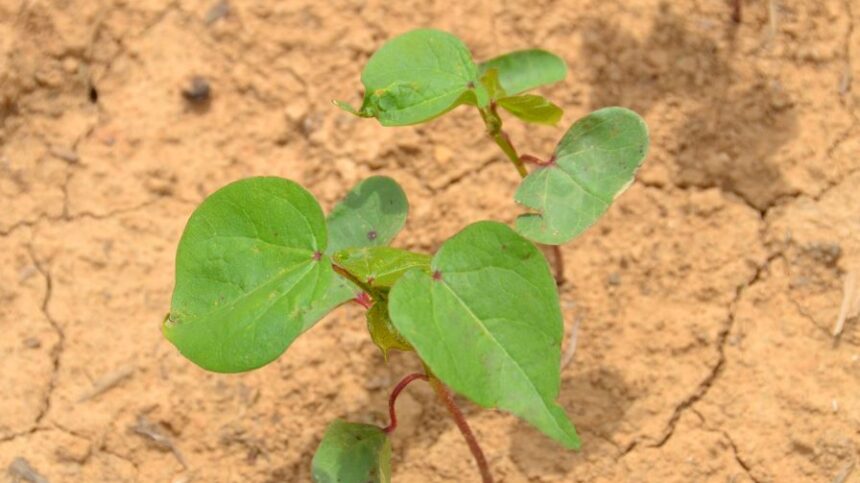 Make a Pre-Planting Checklist