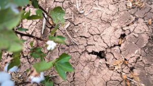 Drought is 2022’s Big Cotton Story