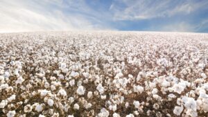 PRIMED FOR ANOTHER 100 YEARS