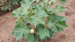 SOURCE Fertilizer Replacement Available for Cotton in 2023