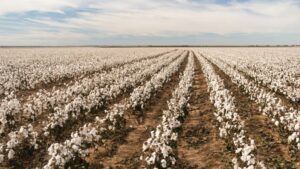 VICTOR SAMPLE BELIEVES IN THE FUTURE OF STONEVILLE® COTTON AND ITS GROWERS
