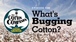 What’s Bugging Cotton?