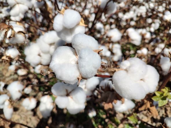US cotton launches protocol to boost sustainability, Materials &  Production News