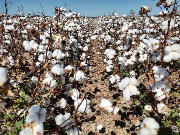 Cotton Beginning to Bloom: Pay Attention to Growth!! (Collins