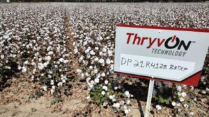 Bayer’s ThryvOn Technology Fully Registered for the 2023 Cotton Season
