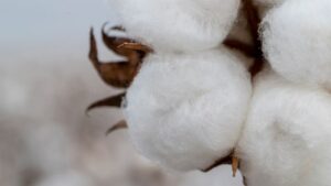 Cotton’s Cycle Needs Some TLC – and A Good Push