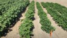 Organizers Gear Up for the 2026 UGA Cotton and Peanut Field Day
