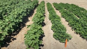 Organizers Gear Up for the 2026 UGA Cotton and Peanut Field Day