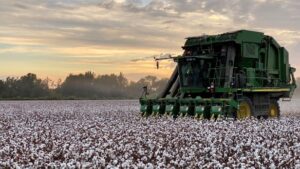 PhytoGen Adds New Upland and Pima Varieties for 2023
