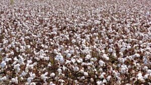 Drought, Weak Prices, High Input Costs Pressure West Texas Dryland Acres