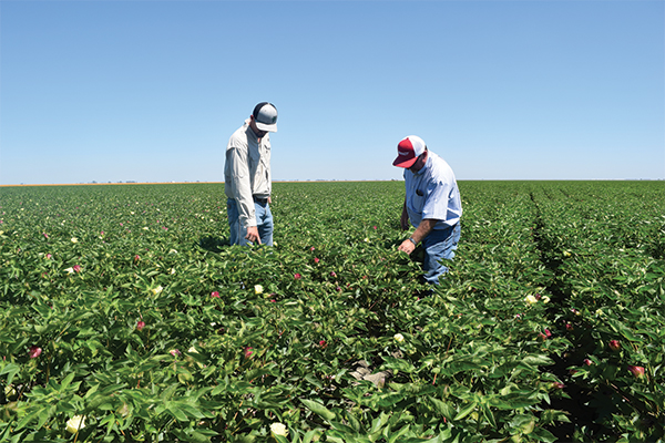 At Current Prices, Cotton Is a Speculative Market. And That's Okay. - Cotton  Grower