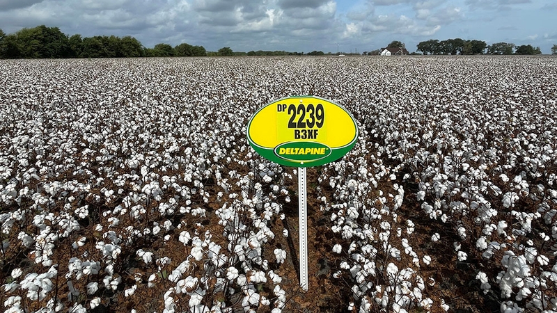 Clay County bucks national and state cotton growing trends in 2023