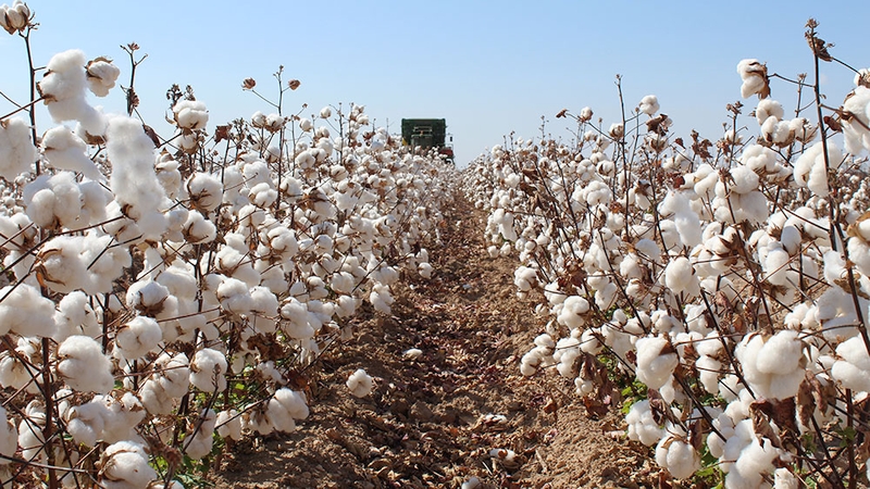 How Cotton Percentage Affects Paper Performance – Etchr Lab
