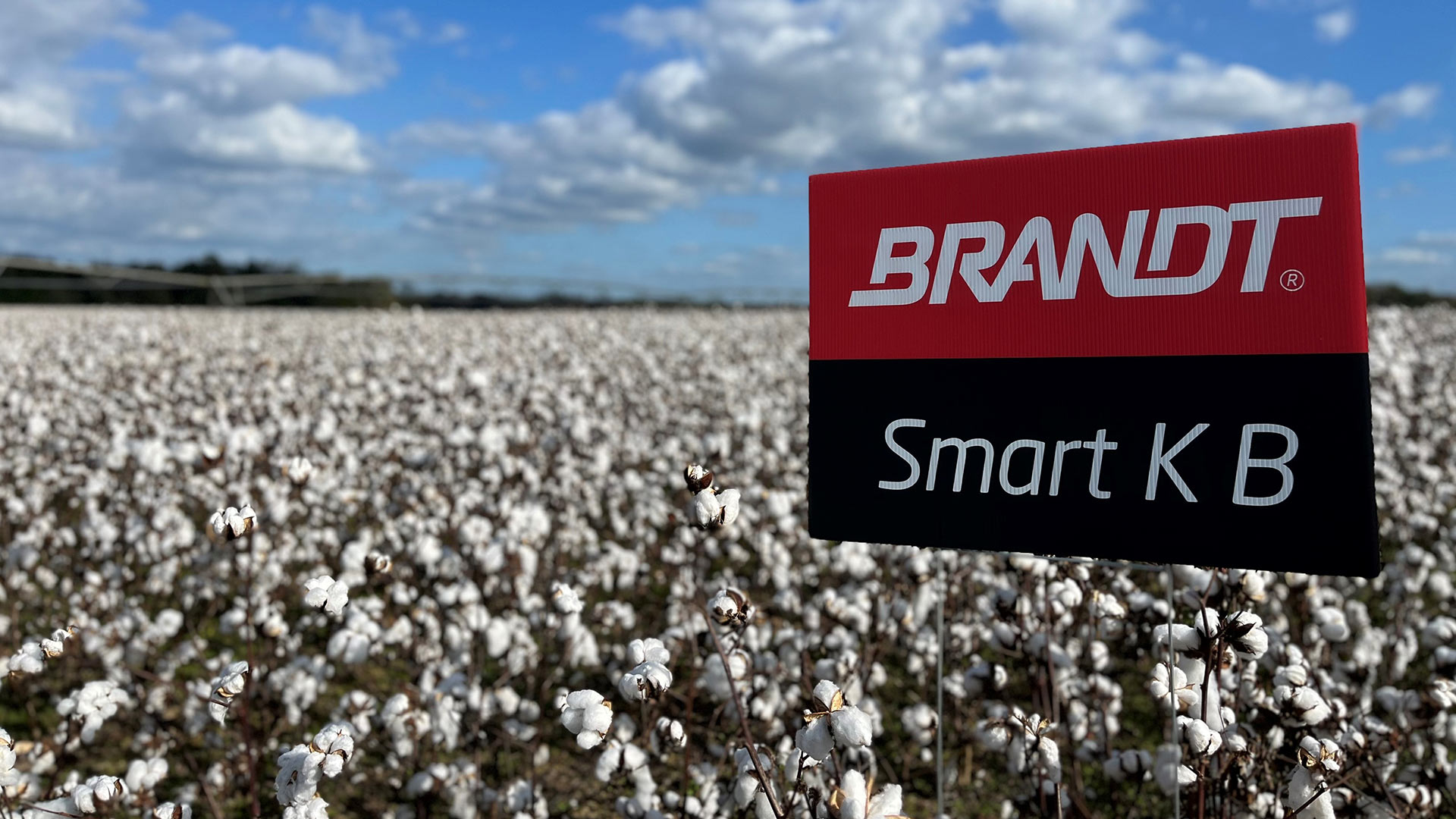 Boost Your Cotton's Potential with BRANDT Smart K B – The Ultimate Solution  for K and B - Cotton Grower