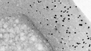 USDA Researchers Develop Natural, Washable Cotton Antimicrobial Cleaning Wipes
