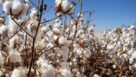 USDA Unveils Great American Cotton Plan Aimed at Industry-wide Improvement