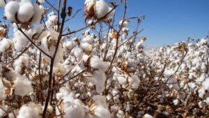 Helping Cotton Growers Navigate OBBBA Farm Bill Provisions