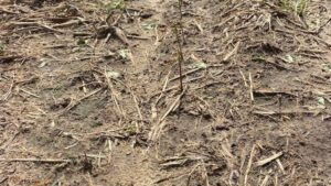 NCC Praises Implementation of Supplemental Disaster Relief Program