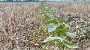 Shurley: Will We See Improvement in Weak Cotton Prices?