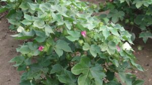 Variable Deficit Irrigation in Cotton Can Help Improve Yields, Save Water