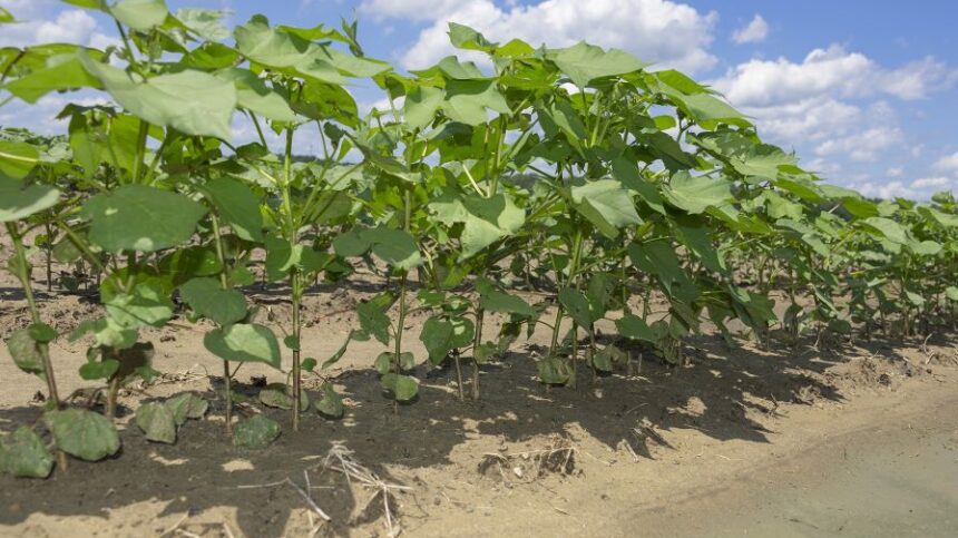 Mississippi Cotton Planting Complete for 2023