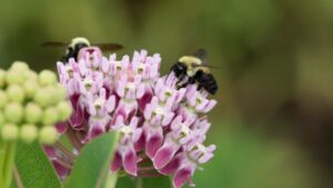 Celebrating the Essential Role of Pollinators in Ag