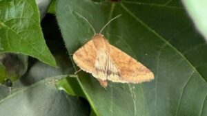 EPA Releases Insecticide Strategy for Better Endangered Species Protection