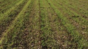 Put Fall Cover Crop Plans in Place Now